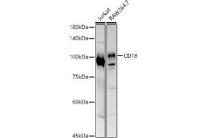 Western blot analysis of extracts of various cell lines, using CD18 antibody (ABIN3023117, ABIN3023118, ABIN3023119 and ABIN6219398) at 1:500 dilution. (Integrin beta 2 抗体  (AA 70-170))