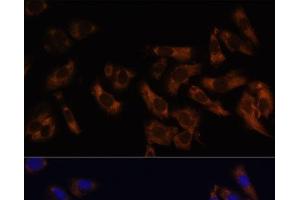 Immunofluorescence (IF) image for anti-Ribosomal Protein L36a-Like (RPL36AL) antibody (ABIN7257818)