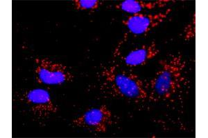Proximity Ligation Assay (PLA) image for anti-SMAD, Mothers Against DPP Homolog 2 (SMAD2) (AA 16-119) antibody (ABIN517626)