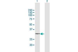 Western Blot analysis of AMT expression in transfected 293T cell line by AMT MaxPab polyclonal antibody.
