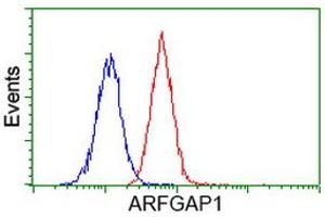 Image no. 5 for anti-ADP-Ribosylation Factor GTPase Activating Protein 1 (ARFGAP1) antibody (ABIN1496684) (ARFGAP1 抗体)