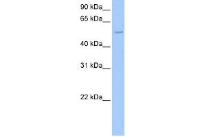 WB Suggested Anti-SHC1 Antibody Titration:  0. (SHC1 抗体  (C-Term))