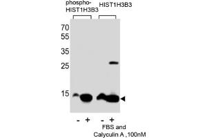 Western Blotting (WB) image for anti-HIST1H3B3 (pSer10) antibody (ABIN2933004) (HIST1H3B3 (pSer10) 抗体)
