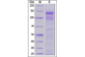 Biotinylated Human LDL R, His,Avitag on  under reducing (R) condition.