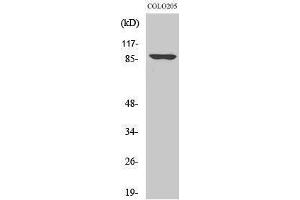 Western Blotting (WB) image for anti-Oct-1 (Ser1070) antibody (ABIN3185991) (Oct-1 抗体  (Ser1070))