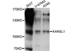 Western blot analysis of extracts of various cell lines, using KANSL1 antibody (ABIN5998028) at 1/1000 dilution. (KANSL1 抗体)