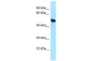 WB Suggested Anti-WDR18 Antibody Titration: 1. (WDR18 抗体  (N-Term))