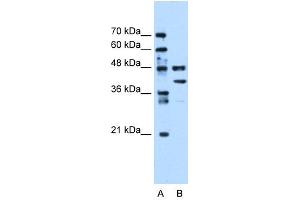 WB Suggested Anti-EEF1G Antibody Titration:  0. (EEF1G 抗体  (Middle Region))