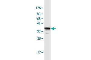 Western Blotting (WB) image for anti-Microtubule Associated Monoxygenase, Calponin and LIM Domain Containing 1 (MICAL1) (AA 971-1067) antibody (ABIN1327184)