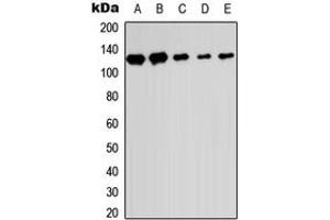 Western blot analysis of SENP6 expression in HEK293T (A), Raw264. (SENP6 抗体  (C-Term))