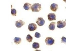 Immunohistochemistry (IHC) image for anti-Toll-Like Receptor 11 (Tlr11) (C-Term) antibody (ABIN1030741) (TLR11 抗体  (C-Term))