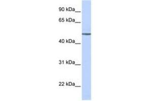 Image no. 1 for anti-Adrenergic, beta-1-, Receptor (ADRB1) (AA 180-229) antibody (ABIN6742699) (ADRB1 抗体  (AA 180-229))