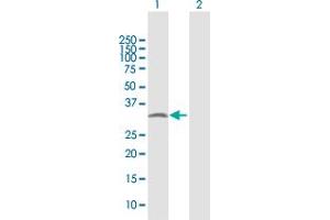 Western Blot analysis of PYCR2 expression in transfected 293T cell line by PYCR2 MaxPab polyclonal antibody. (PYCR2 抗体  (AA 1-320))