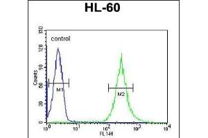 EN Antibody (Center) (ABIN651116 and ABIN2840082) flow cytometric analysis of HL-60 cells (right histogram) compared to a negative control cell (left histogram). (ENPP7 抗体  (AA 286-313))
