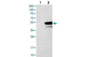 Western blot analysis of HEK293T cell lysate using STX5 polyclonal antibody . (Syntaxin 5 抗体)