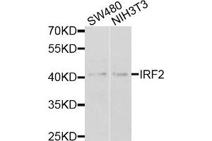 Western blot analysis of extracts of various cell lines, using IRF2 antibody.