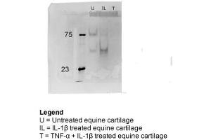 equine cartilage explants (Clusterin 抗体  (C-Term))