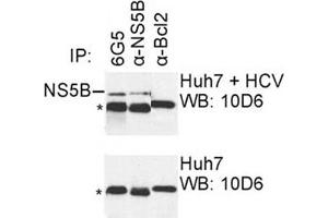 IP was carried out with NS5B specific mAb 6G5 using the lysates of Huh7 cells harboring selectable subgenomic HCV RNA replicon (upper panel) or plain Huh7 cells (lower panel). (HCV 1b NS5B 抗体  (AA 77-86))