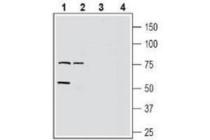 Western Blotting (WB) image for anti-G Protein-Coupled Receptor 37 Like 1 (GPR37L1) (AA 66-80), (Extracellular) antibody (ABIN7043158)