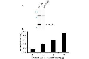 Transcription factor activity assay of Oct4 from nuclear extracts of P19 cells. (OCT4 ELISA 试剂盒)