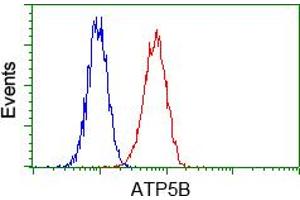 Image no. 2 for anti-ATP Synthase, H+ Transporting, Mitochondrial F1 Complex, beta Polypeptide (ATP5B) antibody (ABIN1496767) (ATP5B 抗体)