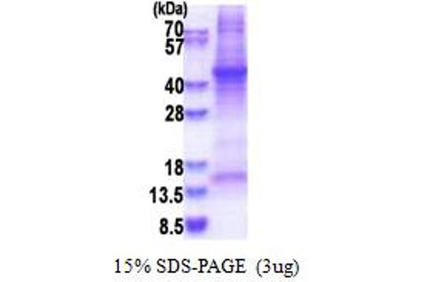 Haptoglobin Protein (HP) (AA 19-347) (His tag)