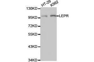 Western Blotting (WB) image for anti-Leptin Receptor (LEPR) antibody (ABIN1873534) (Leptin Receptor 抗体)