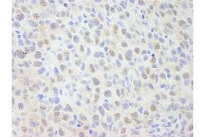 Immunohistochemistry (IHC) image for anti-SNW Domain Containing 1 (SNW1) (AA 450-500) antibody (ABIN7448684) (SNW1 抗体  (AA 450-500))