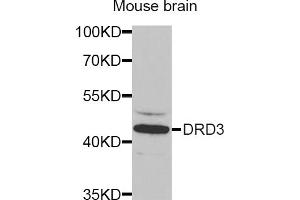 Western blot analysis of extracts of mouse brain, using DRD3 antibody.