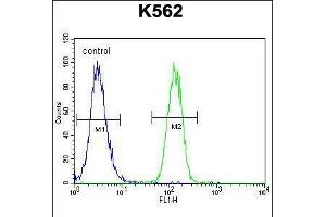 Flow cytometric analysis of K562 cells (right histogram) compared to a negative control cell (left histogram). (FOXI3 抗体  (AA 157-186))