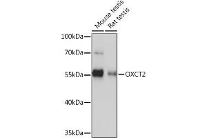 Western blot analysis of extracts of various cell lines, using OXCT2 Rabbit pAb (ABIN7265333) at 1:1000 dilution. (OXCT2 抗体  (AA 430-510))