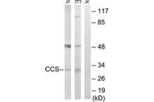 Western blot analysis of extracts from NIH-3T3/Jurkat cells, using CCS Antibody. (Superoxide dismutase copper chaperone 抗体  (AA 225-274))