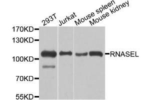 Western blot analysis of extracts of various cell lines, using RNASEL antibody. (RNASEL 抗体)