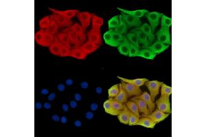 ABIN7095895 and ABIN7099957 staining Hela cells by IF/ICC.