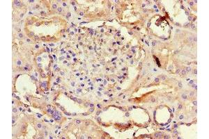 Immunohistochemistry of paraffin-embedded human kidney tissue using ABIN7144511 at dilution of 1:100 (AQP3 抗体  (AA 210-244))