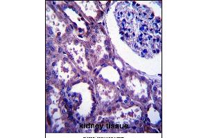 E Antibody (C-term) (ABIN657504 and ABIN2846529) immunohistochemistry analysis in formalin fixed and paraffin embedded human kidney tissue followed by peroxidase conjugation of the secondary antibody and DAB staining. (EMP2 抗体  (C-Term))