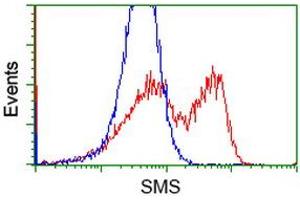 Image no. 5 for anti-Spermine Synthase, SMS (SMS) antibody (ABIN1501092) (SMS 抗体)