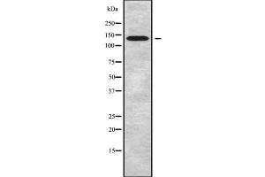 Western blot analysis of ATP2B2 using COLO205 whole cell lysates (ATP2B2 抗体  (N-Term))