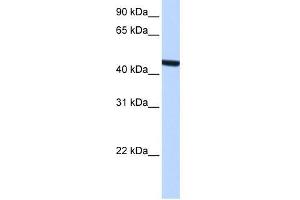 ZCCHC3 antibody used at 0. (ZCCHC3 抗体  (Middle Region))