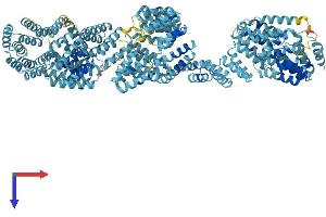 AlphaFold protein structure predicition of Human Recombinant TTC21B Protein, UniprotID Q7Z4L5 (TTC21B Protein (AA 1-1316) (His tag))