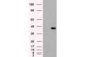 Image no. 3 for anti-Mitogen-Activated Protein Kinase 8 (MAPK8) (AA 1-384) antibody (ABIN1490767) (JNK 抗体  (AA 1-384))