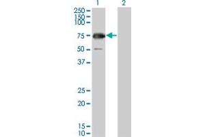 Western Blot analysis of GYG2 expression in transfected 293T cell line by GYG2 monoclonal antibody (M04), clone 3D10. (Glycogenin 2 抗体  (AA 392-501))