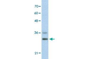Western Blot analysis of HepG2 cell lysate with FOXQ1 polyclonal antibody  at 0. (FOXQ1 抗体  (N-Term))
