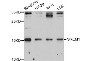 Western blot analysis of extracts of various cell lines, using GREM1 Antibody (ABIN5997838) at 1/1000 dilution. (GREM1 抗体)
