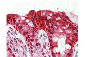 Anti-CA1 / Carbonic Anhydrase I antibody IHC staining of human colon. (CA1 抗体  (N-Term))