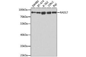 Western blot analysis of extracts of various cell lines, using RAD17 antibody. (RAD17 抗体  (AA 391-670))