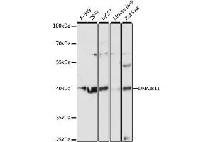 Western blot analysis of extracts of various cell lines, using DN antibody (ABIN6127810, ABIN6139703, ABIN6139704 and ABIN6216724) at 1:3000 dilution. (DNAJB11 抗体  (AA 89-358))