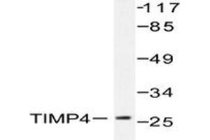 Image no. 1 for anti-TIMP Metallopeptidase Inhibitor 4 (TIMP4) antibody (ABIN271963) (TIMP4 抗体)