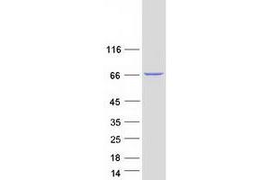 Western Blotting (WB) image for Myotubularin Related Protein 1 (MTMR1) protein (Myc-DYKDDDDK Tag) (ABIN2726520)