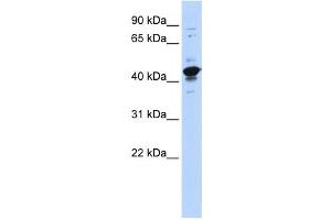 Western Blotting (WB) image for anti-RNA Binding Motif Protein, X-Linked-Like 2 (RBMXL2) antibody (ABIN2458530) (RBMXL2 抗体)